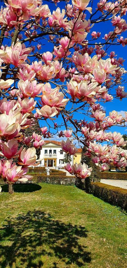 Villa Serena Agriturismo Montebelluna Exteriér fotografie